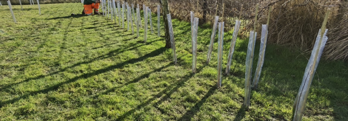 Hedge planting