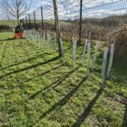 Hedge planting