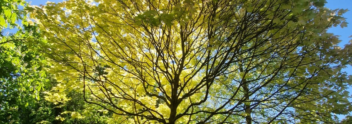 Summer pruning of tree