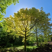 Summer pruning of tree