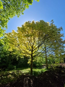 Summer pruning of tree