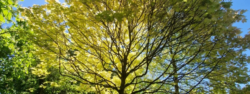 Summer pruning of tree