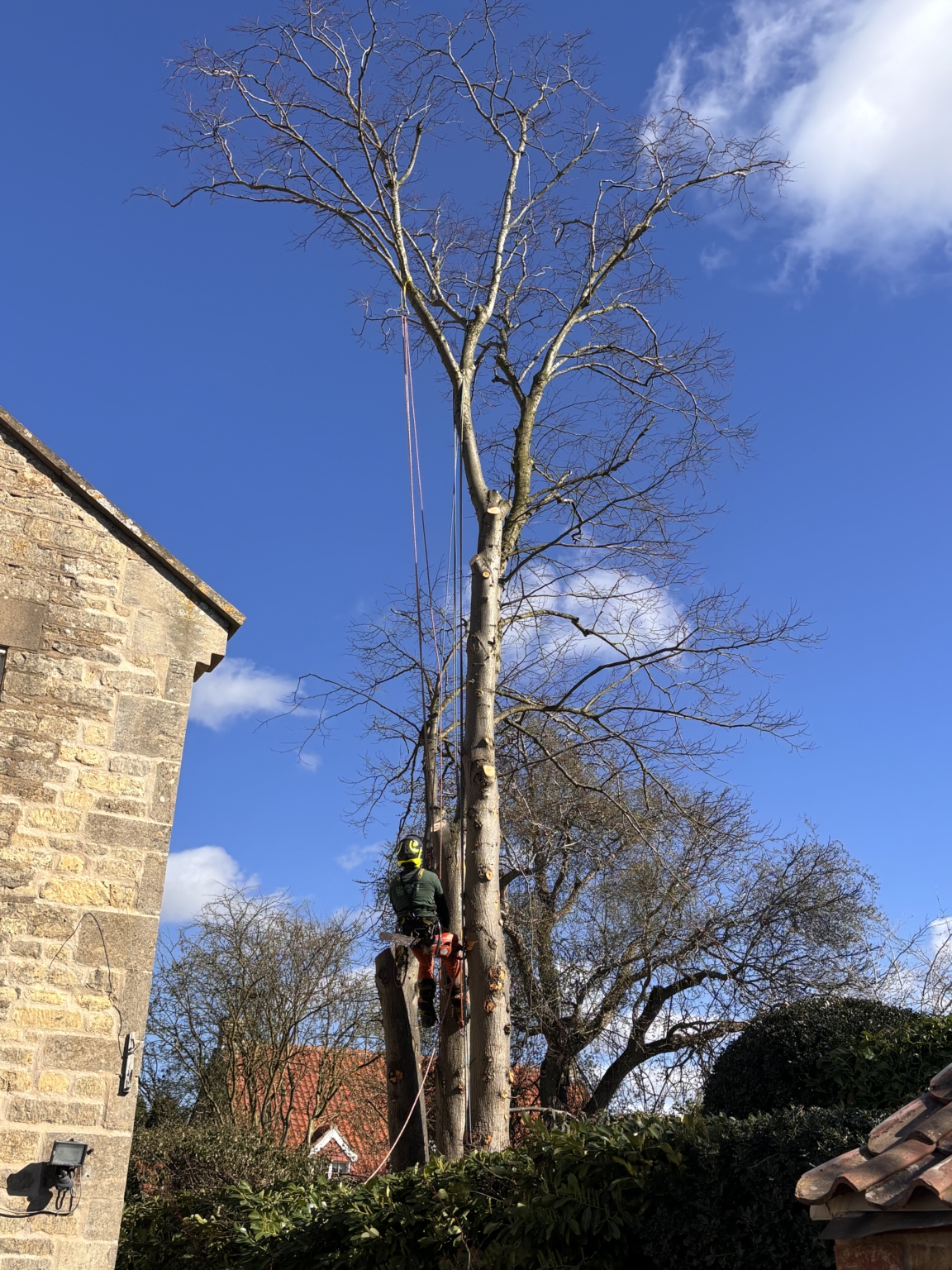 How Much Does It Cost To Have A Tree Cut Photo Inspiration